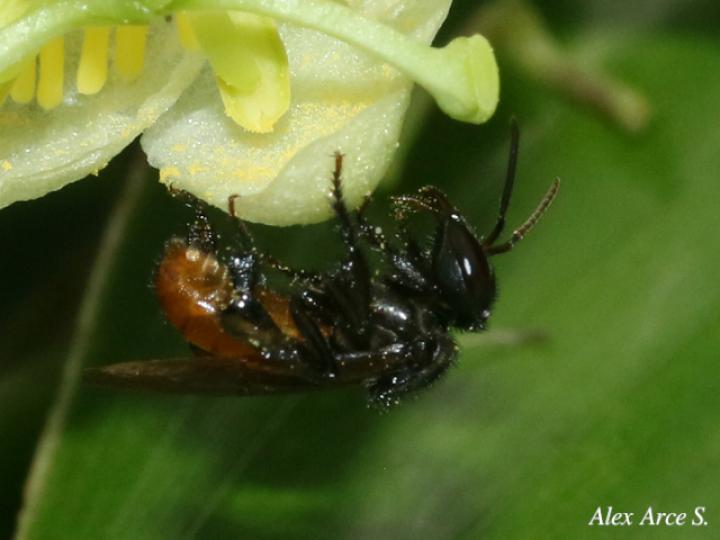 Trigona fulviventris
