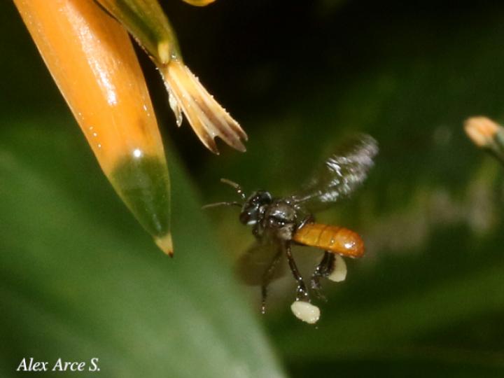Trigona fulviventris