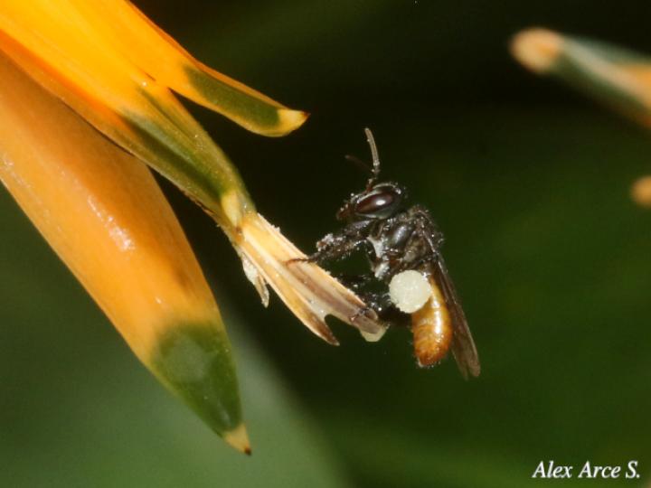 Trigona fulviventris