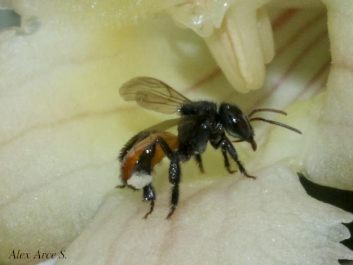 Trigona fulviventris