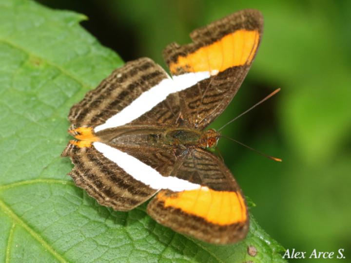 Adelpha cytherea marcia