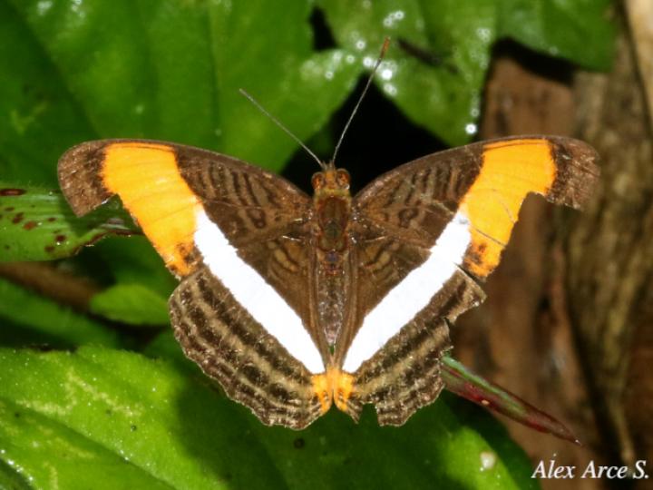 Adelpha cytherea marcia