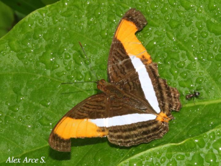 Adelpha cytherea marcia