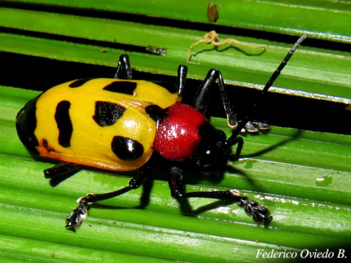Alurnus ornatus
