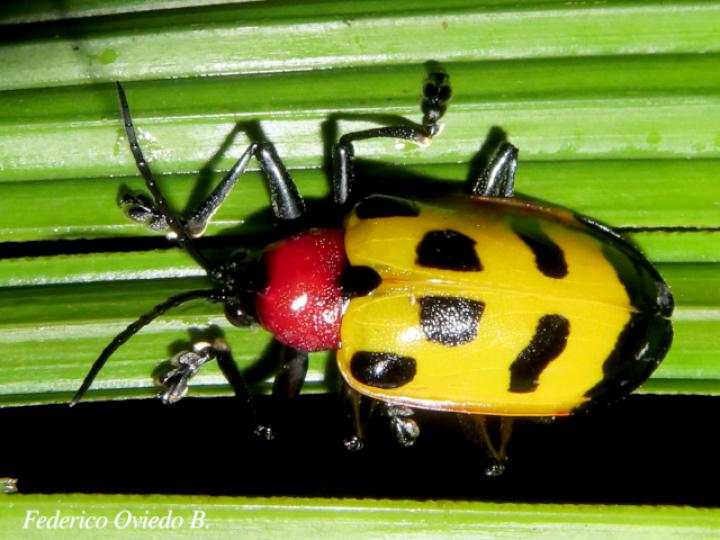Alurnus ornatus