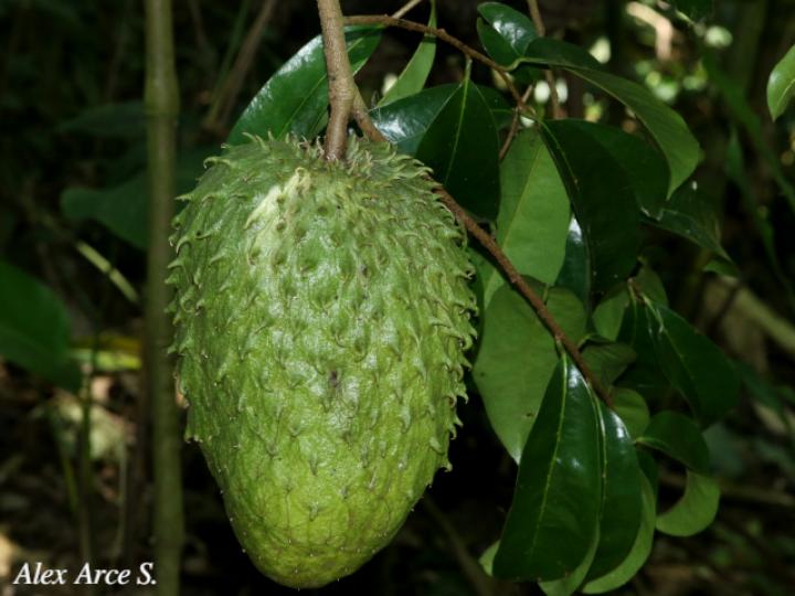 Annona muricata 