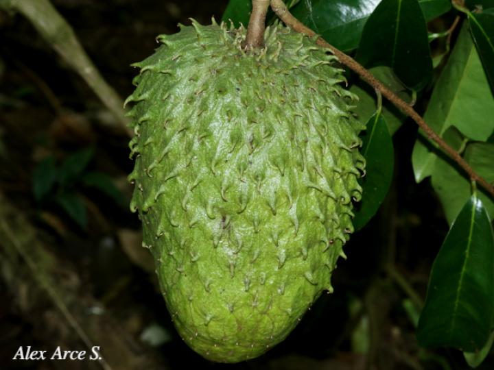 Annona muricata 