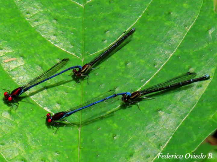Argia oenea, macho (Azulilla de arroyo de ojos rojos)