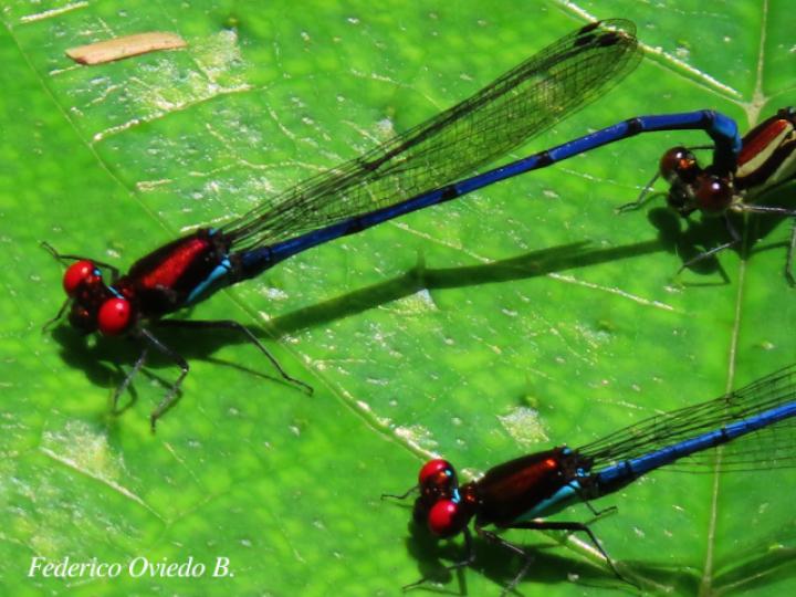 Argia oenea, macho (Azulilla de arroyo de ojos rojos)