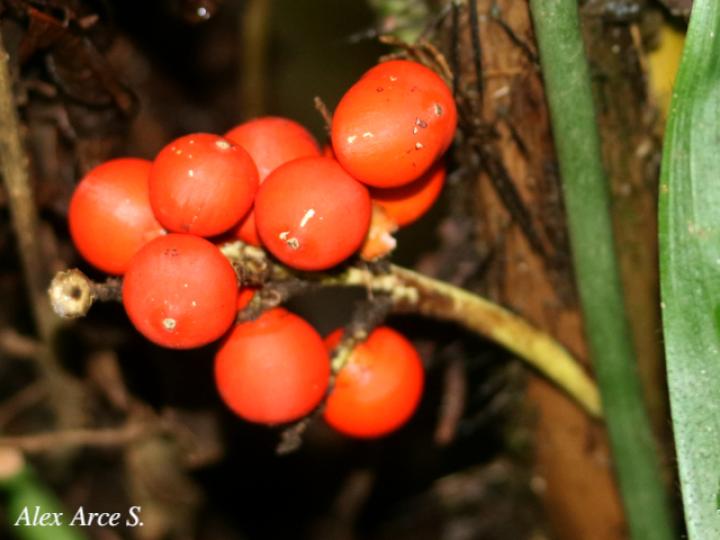 Bactris hondurensis