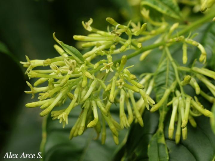 Cestrum microcalyx (Zorrillo)