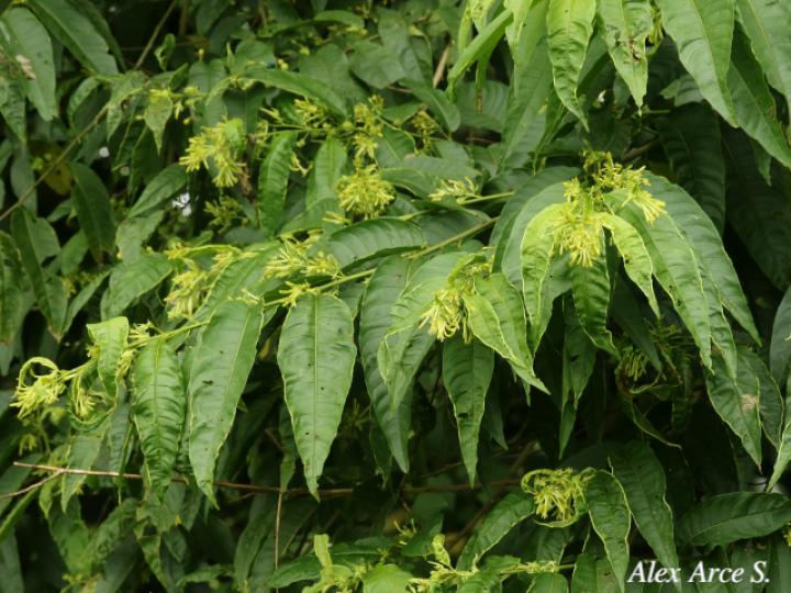 Cestrum microcalyx (Zorrillo)