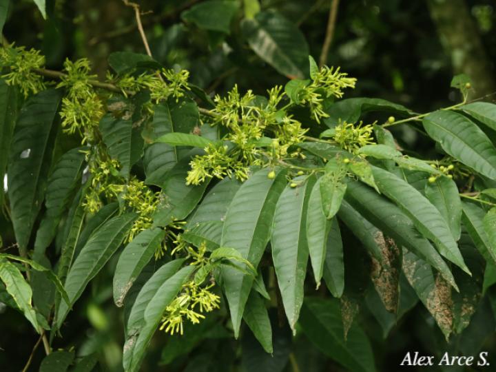 Cestrum microcalyx (Zorrillo)