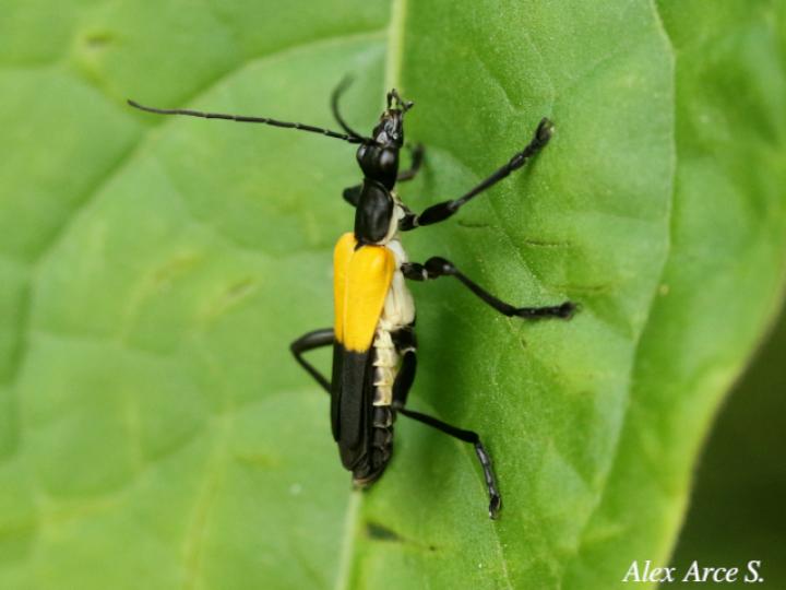 Chauliognathus terminalis