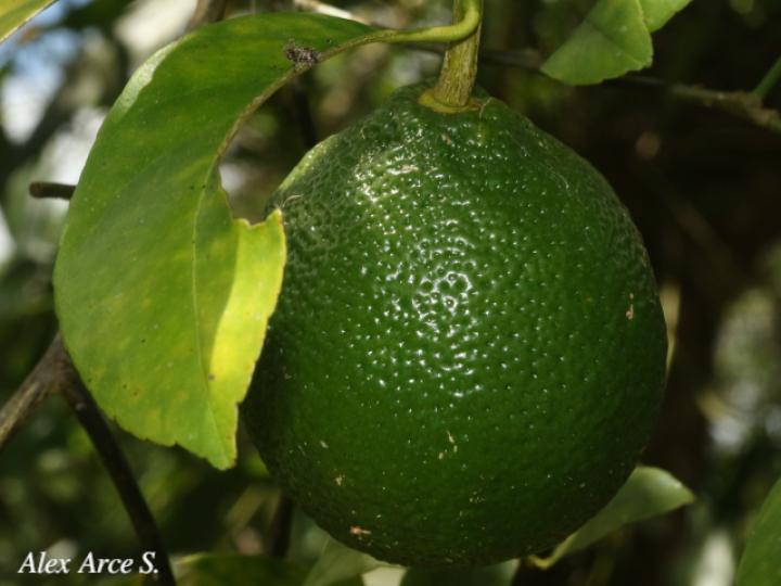 Citrus x limonia (Limón mandarino)
