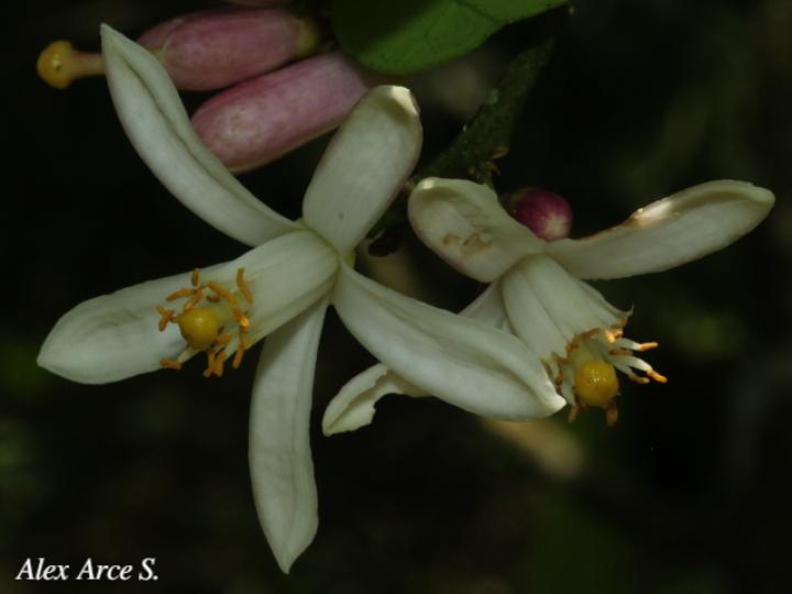 Citrus x limonia (Limón mandarino)