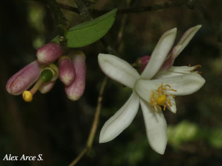 Citrus x limonia (Limón mandarino)