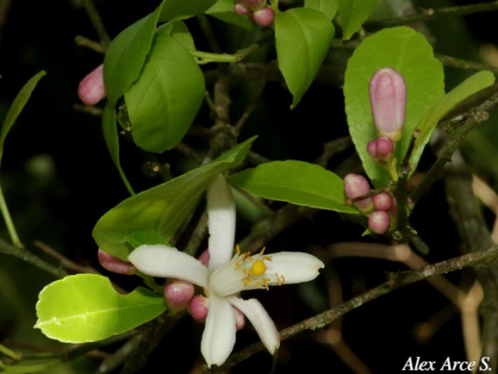 Citrus x limonia (Limón mandarino)