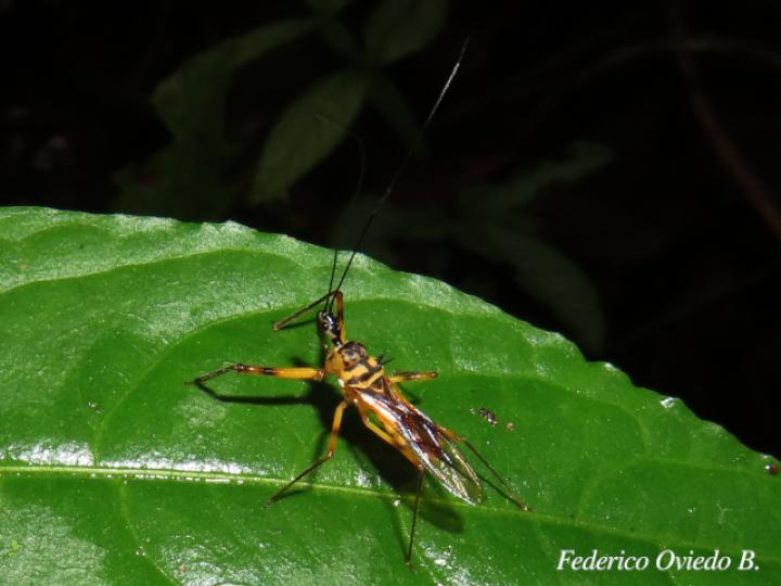 Corcia costaricensis