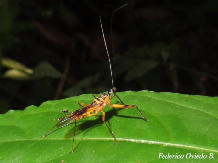 Corcia costaricensis