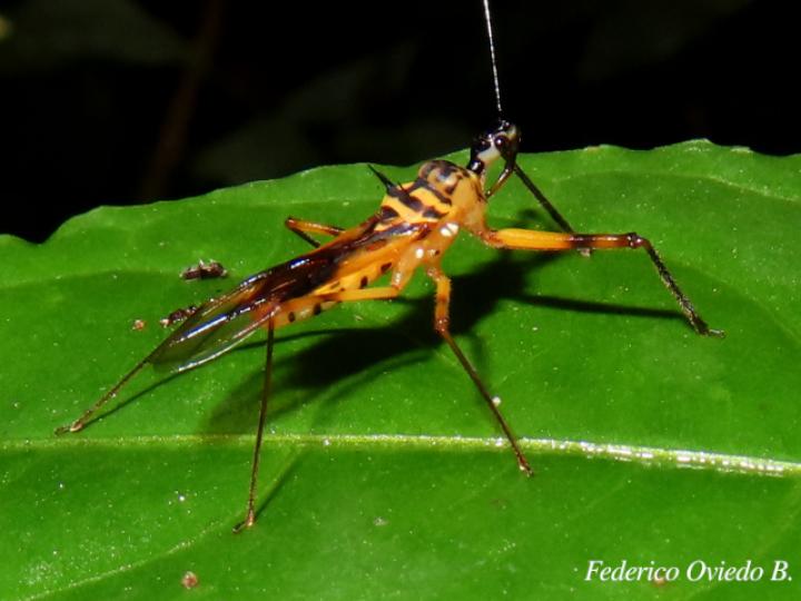 Corcia costaricensis