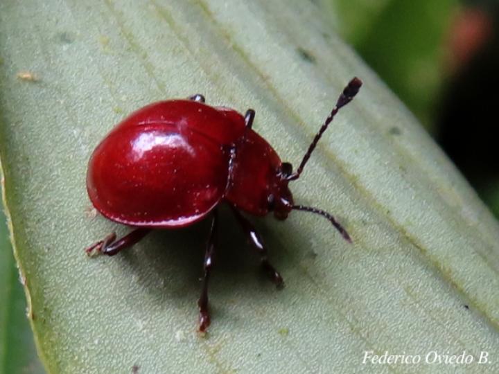 Corynomalus laevigatus