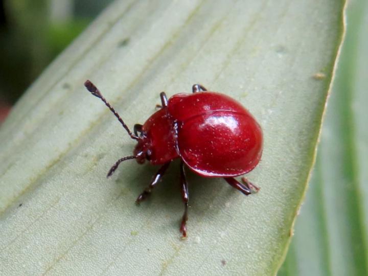 Corynomalus laevigatus