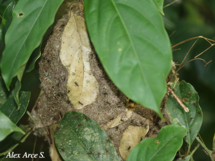 Dolichoderus validus