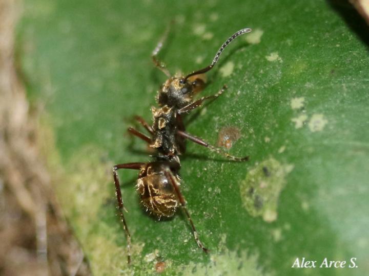 Dolichoderus validus