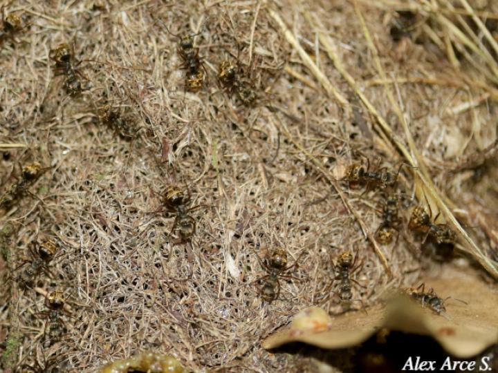 Dolichoderus validus