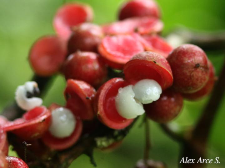 Doliocarpus multiflorus (Bejuco de agua)