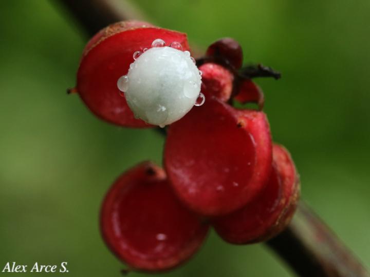 Doliocarpus multiflorus (Bejuco de agua)