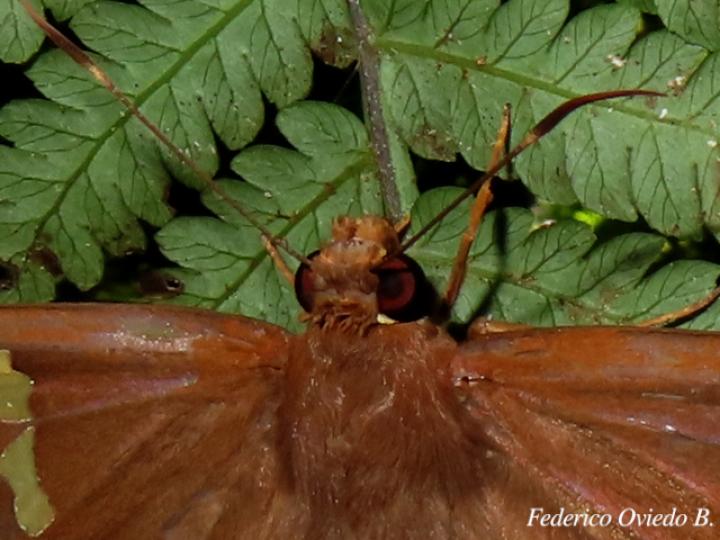 Euriphellus phraxanor