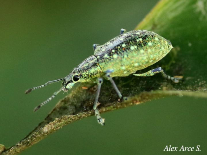 Exophthalmus jekelianus