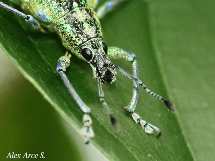 Exophthalmus jekelianus
