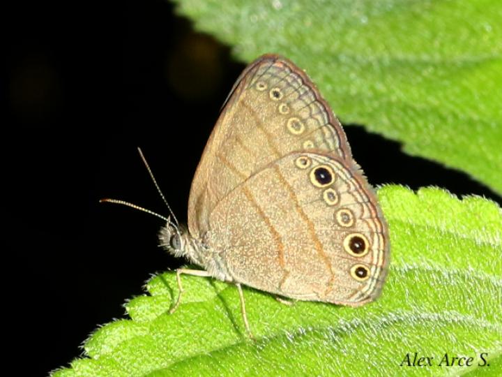 Hermeuptychia hermes (Sátira de Hermes)