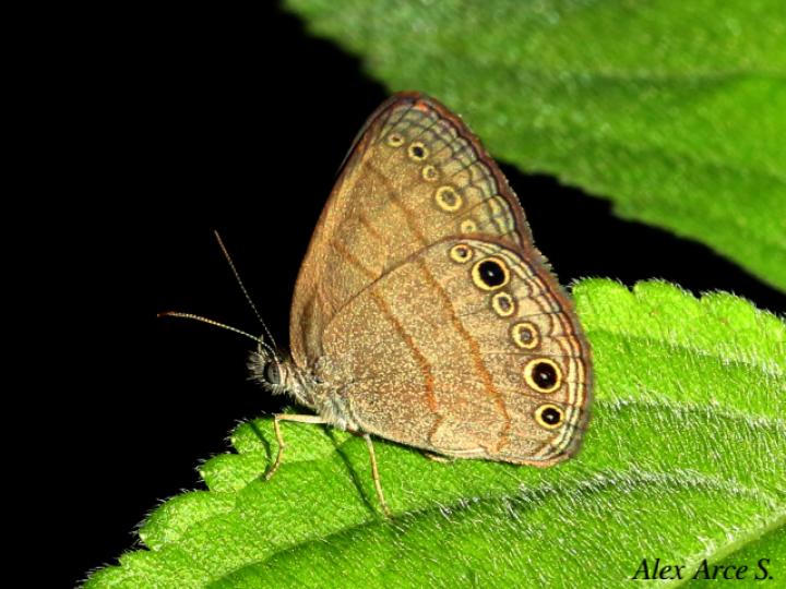 Hermeuptychia hermes (Sátira de Hermes)