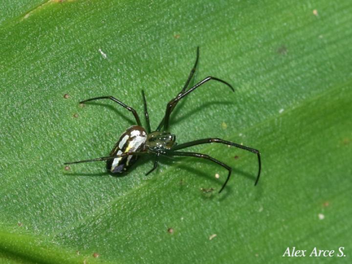 Leucauge venusta (Araña del huerto)