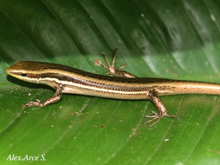 Marisora alliacea