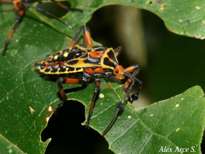 Pachylis laticornis