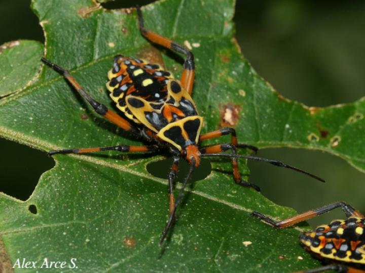 Pachylis laticornis