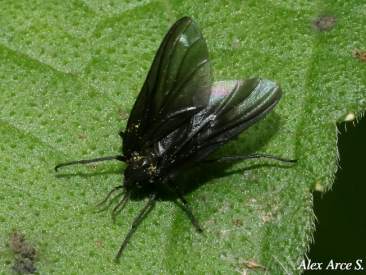 Penthetria heteroptera (Zopilotillos)