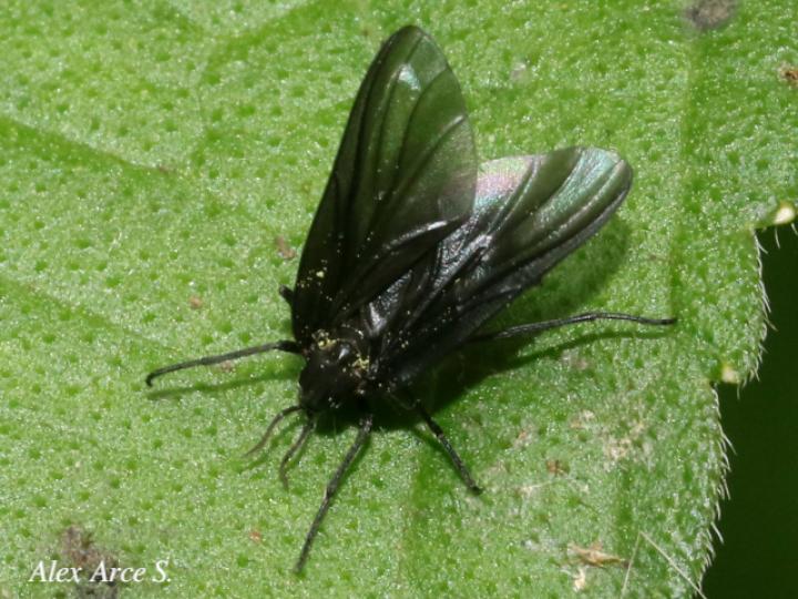 Penthetria heteroptera (Zopilotillos)