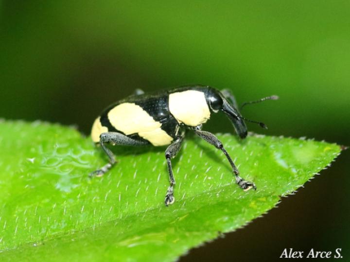 Peridinetus cretaceus