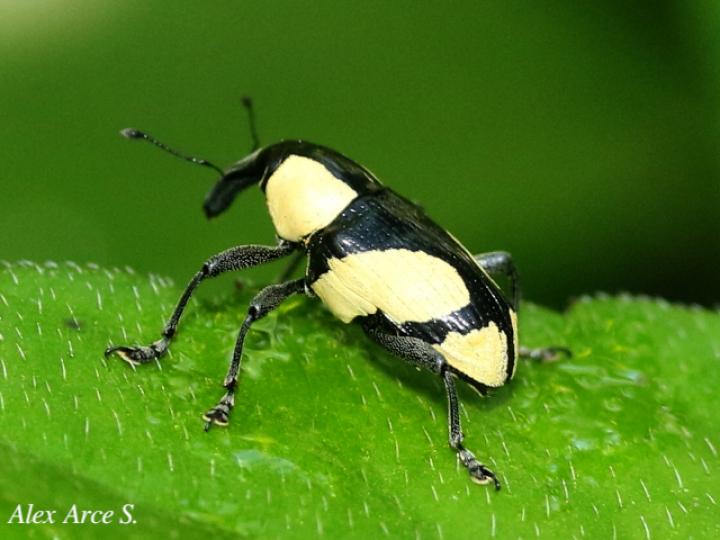 Peridinetus cretaceus
