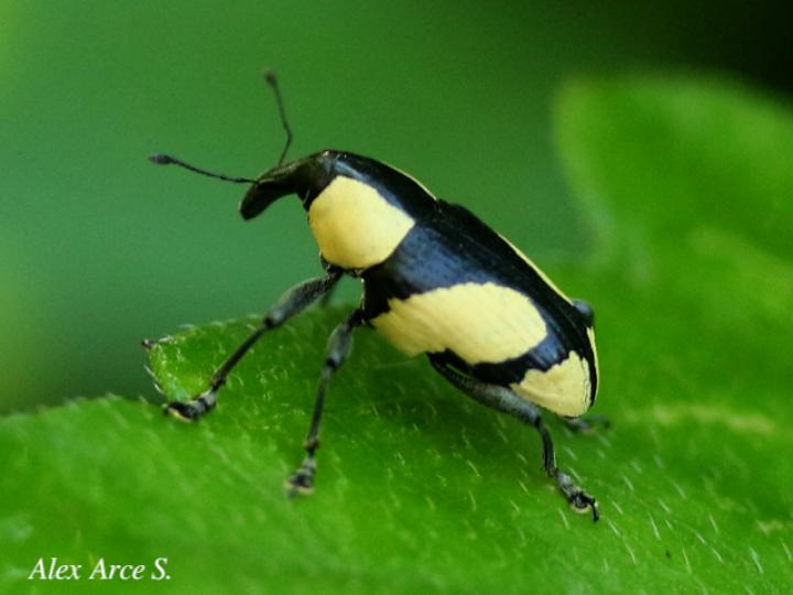 Peridinetus cretaceus
