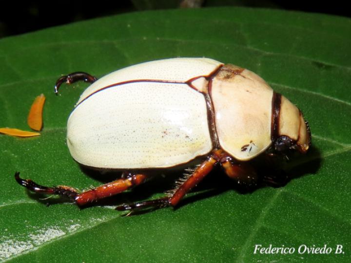 Phalangogonia sperata