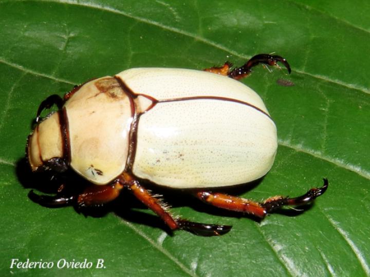 Phalangogonia sperata