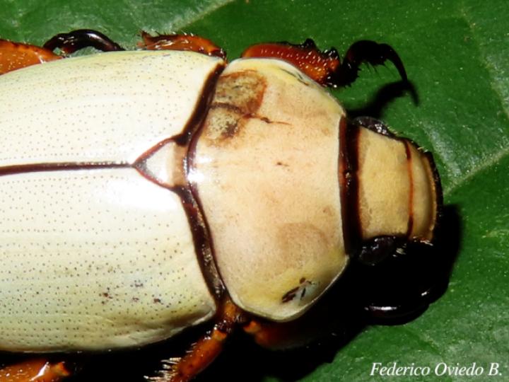 Phalangogonia sperata