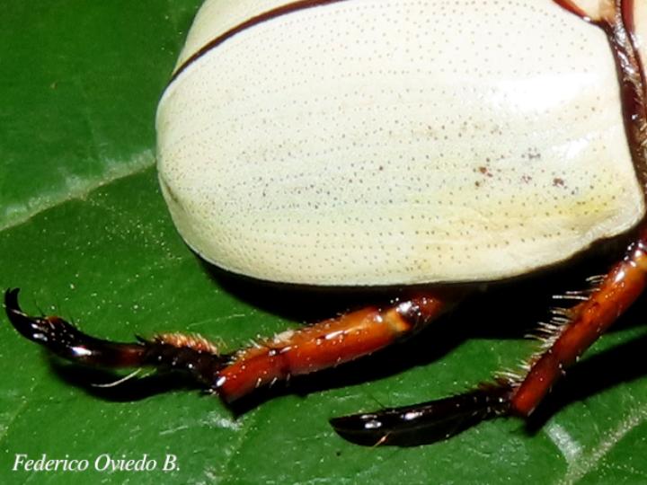 Phalangogonia sperata